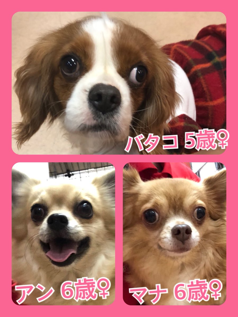 🐾今日の里親様募集中ワンコ🐶メンバーです🐾2020,1,21